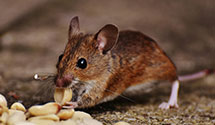 24 Hour & Emergency Exterminators in Mcas New Rvr, NC